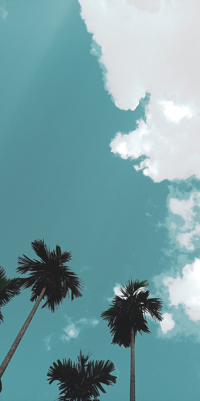 푸른 하늘 아래 푸른 나무 â 식물. 구름 아이폰, 풍경, 아이폰 여름, 나무 미학 HD 전화 배경 화면